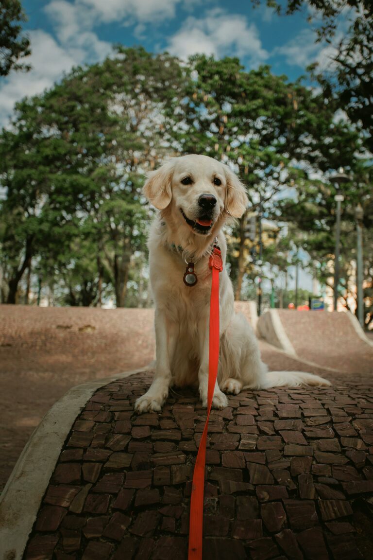 Golden retriever en laisse pendant une promenade