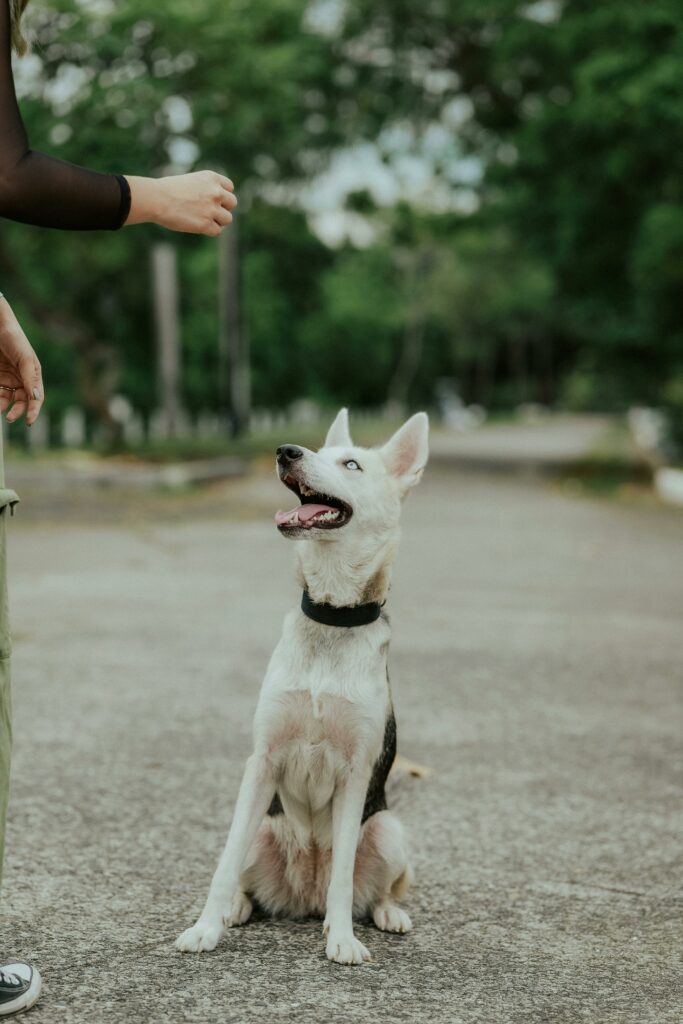 Chien blanc assis qui regarde attentivement la main de son maître