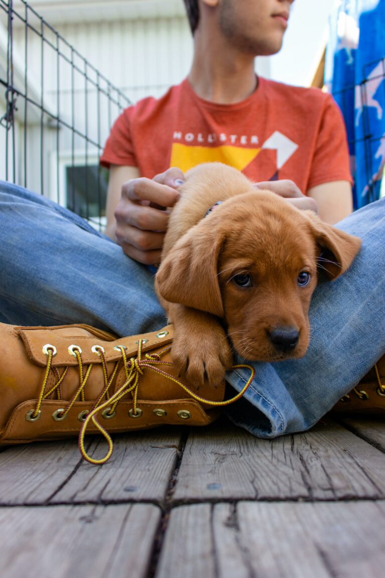 Chiot dans les bras de son propriétaire