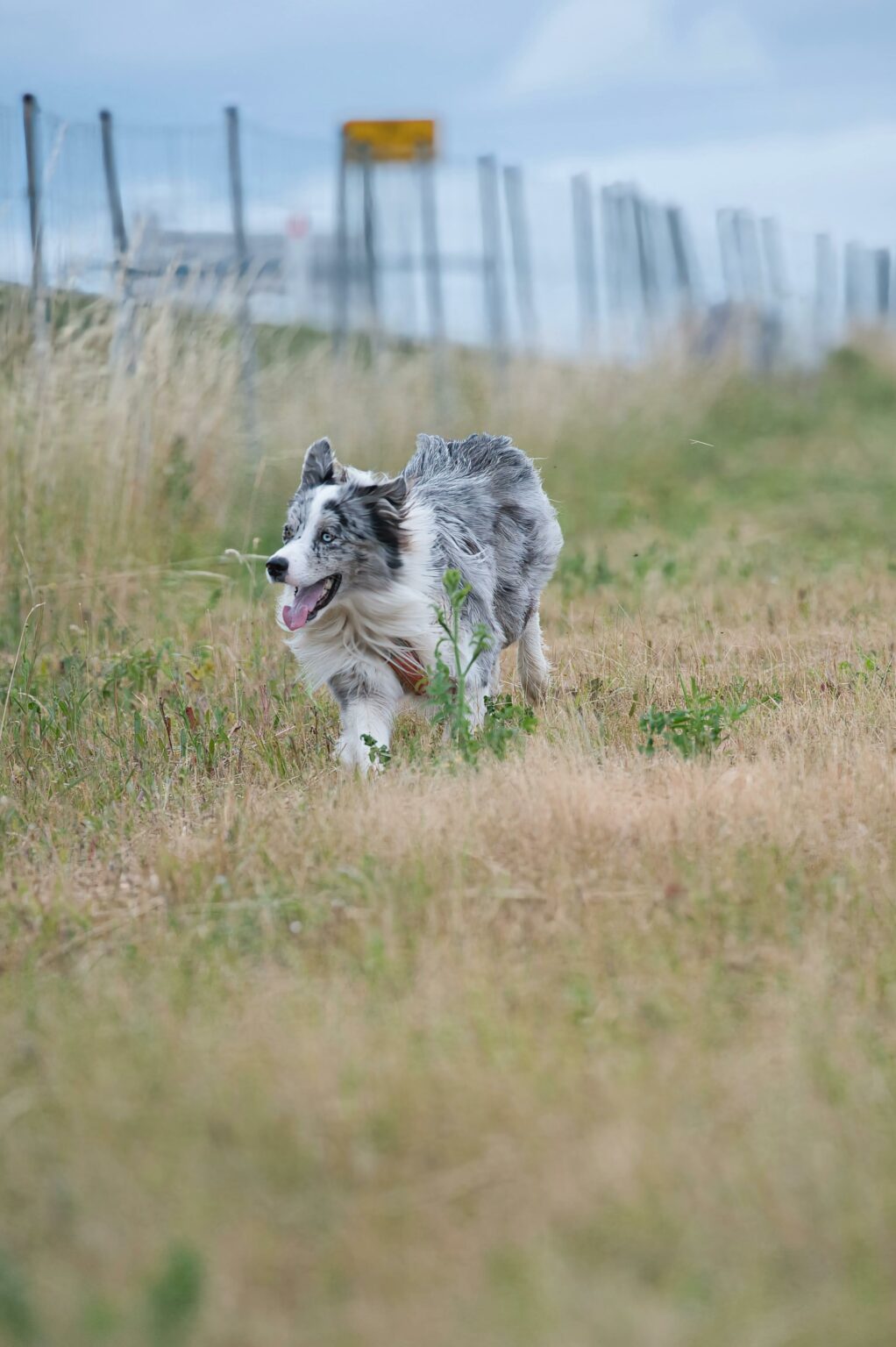 Berger australien bleu merle courant dans les hautes herbes